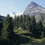 Alpine Lärchen- und/oder Arvenwälder