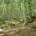 Hainsimsen-Buchenwälder
